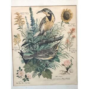 Vtg Meadowlark Lithograph Print Arthur Singer Flora Fauna 14x16 Framed Botanical